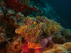 Amphiprion nigripes