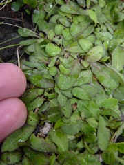 Mazus novaezeelandiae