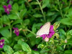 Zizula hylax pygmaea