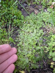 Mazus novaezeelandiae