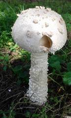 Saproamanita vittadinii