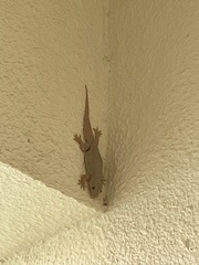 Hemidactylus flaviviridis