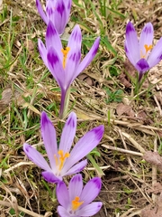 Crocus heuffelianus scepusiensis