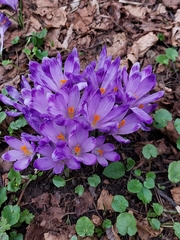 Crocus heuffelianus scepusiensis