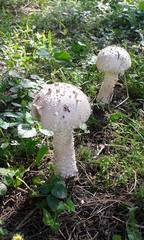 Saproamanita vittadinii