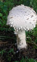 Saproamanita vittadinii