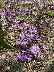 Crocus heuffelianus scepusiensis
