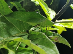 Steirodon bilobatum
