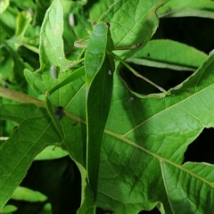 Steirodon bilobatum