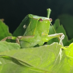 Steirodon bilobatum