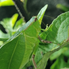 Steirodon bilobatum