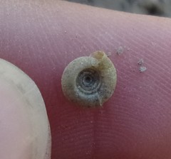 Bathyomphalus contortus