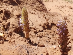 Orobanche cernua