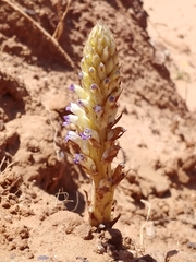 Orobanche cernua