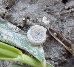 Bathyomphalus contortus
