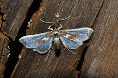 Neoleucinodes elegantalis