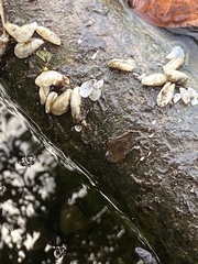 Mytilopsis leucophaeata