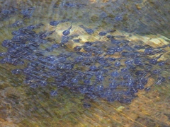 Phrynomantis annectens