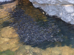 Phrynomantis annectens
