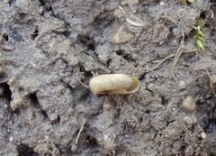 Bathyomphalus contortus