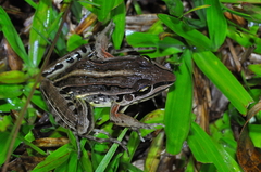 Leptodactylus gracilis