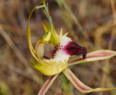 Caladenia tensa