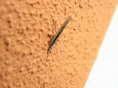 Ypsolopha mucronella