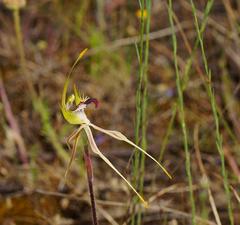 Caladenia tensa