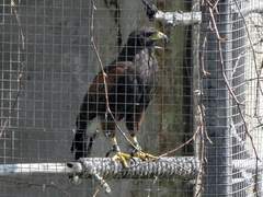 Parabuteo