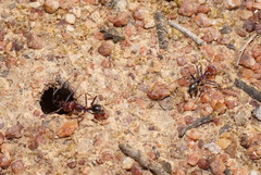 Iridomyrmex purpureus