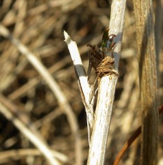 Ypsolopha mucronella
