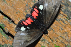 Dysschema tricolora
