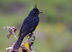 Knipolegus lophotes