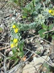 Odontarrhena obtusifolia