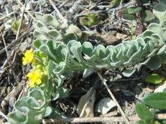 Odontarrhena obtusifolia