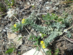 Odontarrhena obtusifolia