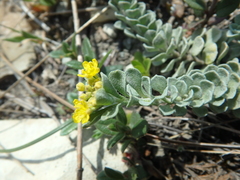Odontarrhena obtusifolia