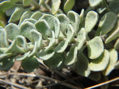 Odontarrhena obtusifolia