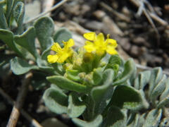 Odontarrhena obtusifolia