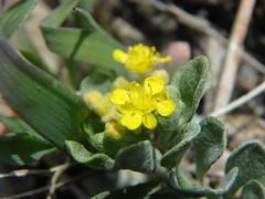 Odontarrhena obtusifolia