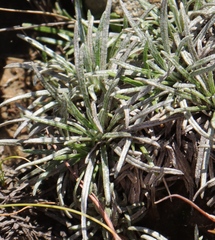 Helichrysum subfalcatum