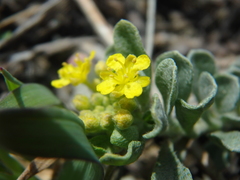 Odontarrhena obtusifolia