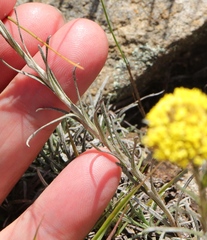 Helichrysum subfalcatum