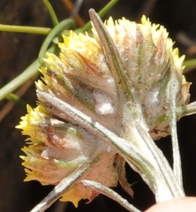 Helichrysum subfalcatum