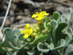 Odontarrhena obtusifolia