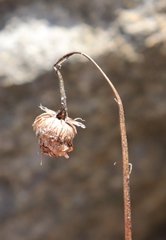 Ursinia montana