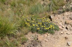 Helichrysum subfalcatum