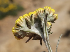 Helichrysum subfalcatum