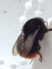Bombus lapidarius