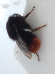 Bombus lapidarius